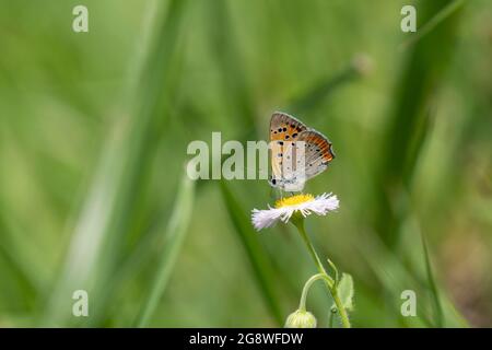 Petit cuivre (Lycaena phlaeas) aspirant sur le fleabane de Philadelphie (Erigeron philadelphicus), , ville d'Isehara, préfecture de Kanagawa, Japon Banque D'Images