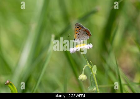 Petit cuivre (Lycaena phlaeas), ville d'Isehara, préfecture de Kanagawa, Japon Banque D'Images