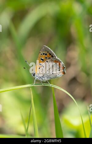 Petit cuivre (Lycaena phlaeas), ville d'Isehara, préfecture de Kanagawa, Japon Banque D'Images