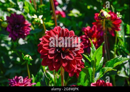 Dahlia a appelé la nuit arabe dans le jardin botanique d'Uppsala Banque D'Images