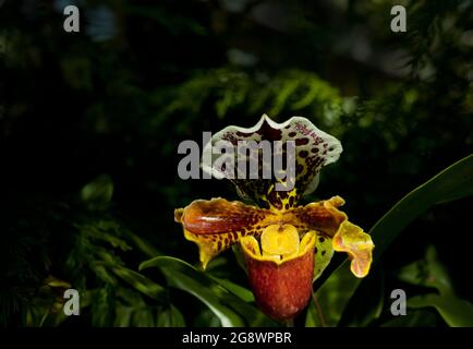 fleur sombre plante de fleur d'orchidée - tropical exotique belle branche au jardin botanique. arrière-plan de feuillage foncé Banque D'Images