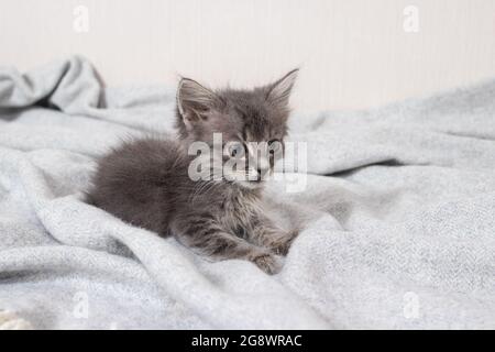 Mignon petit chatte fin 1 mois chat s'assoit sur une couverture sur un fond minimaliste clair regardant l'appareil photo. Marchandises pour animaux. Banque D'Images