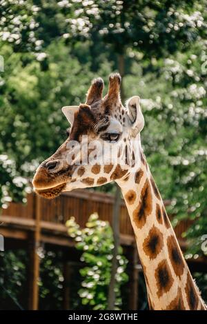 Girafe Rothschild au ZOO.Giraffe devant des arbres verts qui donnent sur l'appareil photo. Visage girafe amusant. Vue avant de la girafe sur le vert floue Banque D'Images