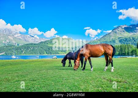 Les chevaux se broutent dans les prés de haute montagne près d'un lac Alpio Banque D'Images