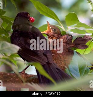 Blackbird naissant se cachant dans la haie d'un jardin urbain nourri par un parent mâle. En juillet donc probablement deuxième ou troisième couvée. Banque D'Images