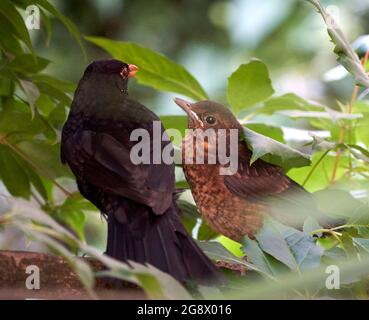 Blackbird naissant se cachant dans la haie d'un jardin urbain nourri par un parent mâle. En juillet donc probablement deuxième ou troisième couvée. Banque D'Images