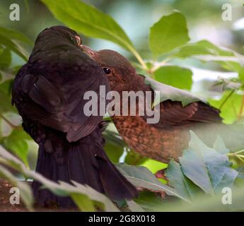 Blackbird naissant se cachant dans la haie d'un jardin urbain nourri par un parent mâle. En juillet donc probablement deuxième ou troisième couvée. Banque D'Images