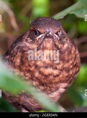 Blackbird naissant se cachant dans la haie d'un jardin urbain attendant que les parents le nourrissent. En juillet donc probablement deuxième ou troisième couvée. Banque D'Images