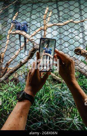 Homme prenant des photos d'oiseaux sur son smartphone. Personne tenant le téléphone mobile, touchant l'écran, homme utilisant l'appareil à l'extérieur.Restez en contact Banque D'Images