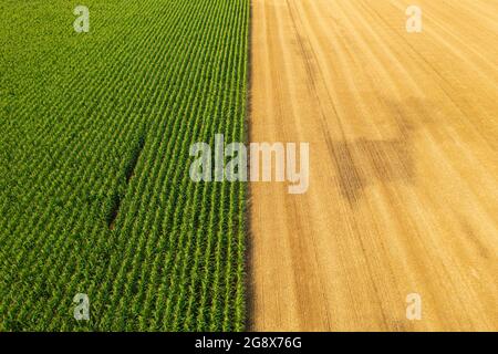 Vue aérienne des rangées de maïs près du champ de blé récolté. Paysage agricole. Banque D'Images