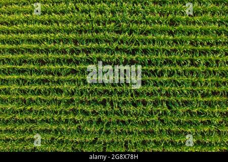 Vue aérienne en haut et en bas des rangées de maïs sur le champ agricole à la campagne. Banque D'Images