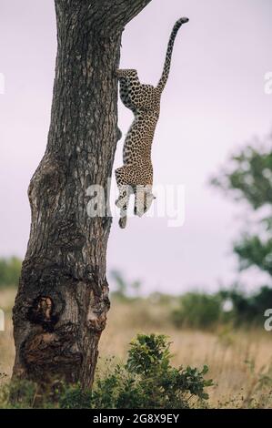 Un léopard, Panthera pardus, monte sur un arbre Banque D'Images