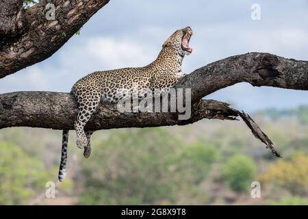 Un léopard, Panthera pardus, se trouve sur une branche d'un arbre et d'une naines Banque D'Images