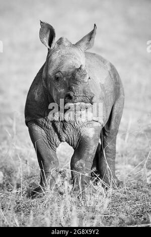 Un veau de rhinocéros, le Ceratotherium simum, se dresse sur une herbe courte, en noir et blanc Banque D'Images