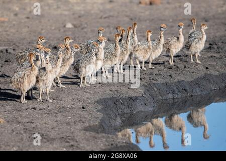 Les poussins d'autruche, Struthio camelus australis, se tiennent au bord d'un trou d'eau Banque D'Images