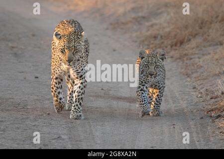 Une mère léopard et son cub, Panthera pardus, marchent le long d'une route de sable Banque D'Images