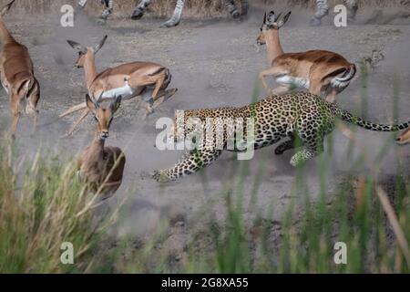 Un léopard, Panthera pardus, chase un impala, Aepyceros melampus Banque D'Images