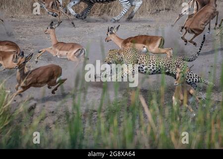 Un léopard, Panthera pardus, chase un impala, Aepyceros melampus Banque D'Images