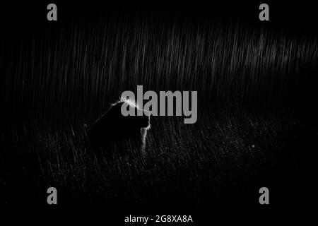 Un lion mâle, Panthera leo, est assis dans l'obscurité et la pluie, éclairé par des projecteurs, en noir et blanc Banque D'Images