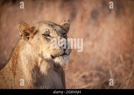 Une lionne, Panthera leo, fond d'herbe sèche, les yeux à moitié ouverts Banque D'Images