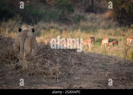 Une lionne, Panthera leo, est le troupeau d'impala, Aepyceros melampus Banque D'Images