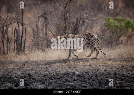 Un guépard, Acinonyx jubatusm, marche à travers le sol sec Banque D'Images