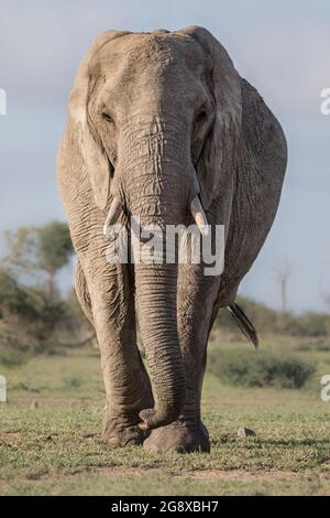 Un éléphant, Loxodonta africana, marche vers la caméra, regard direct Banque D'Images