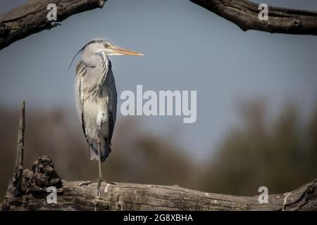 Un héron gris, Ardea cinerea, perche sur une bûche Banque D'Images