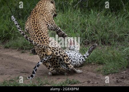 Deux léopards, Panthera pardus, se battent après l'accouplement Banque D'Images