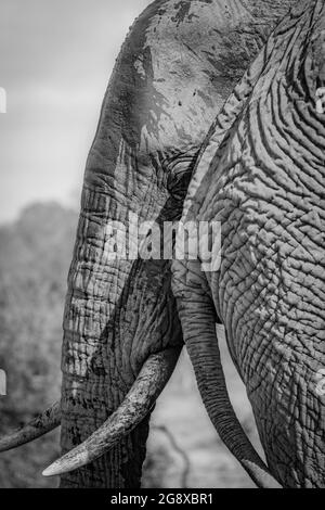 La tête d'un éléphant, Loxodonta africana, debout contre le dos d'un éléphant, en regardant par cadre, noir et blanc Banque D'Images