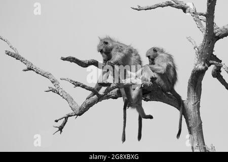 Deux babouins de chacma, Papio ursinus, s'assoient dans un arbre mort en noir et blanc. Banque D'Images