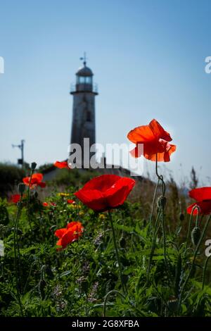 Champ de fleurs sauvages menant au phare de Hale à Hale, sur la rivière Mersey. Banque D'Images