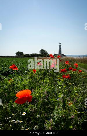 Champ de fleurs sauvages menant au phare de Hale à Hale, sur la rivière Mersey. Banque D'Images