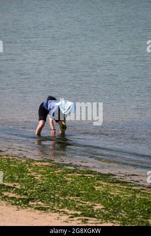 Une femme locale rassemble des algues lavées sur la plage, pour manger frais et préserver par séchage, sur Peng Chau, une île de Hong Kong Banque D'Images