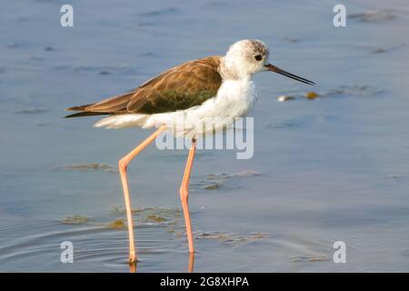 Un jeune spécimen de stilt à ailes noires (Himantopus himantopus) dans la réserve naturelle de Marismas de Odiel, Huelva, Andalousie, Espagne Banque D'Images