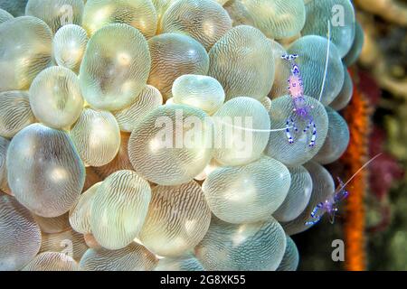 Sarasvati Anemone Shrimp, Ancylomenes sarasvati, Periclilènes sarasvati, Bubble Coral, Plerogyra sinuosa, Lembeh, Sulawesi du Nord, Indonésie, Asie Banque D'Images