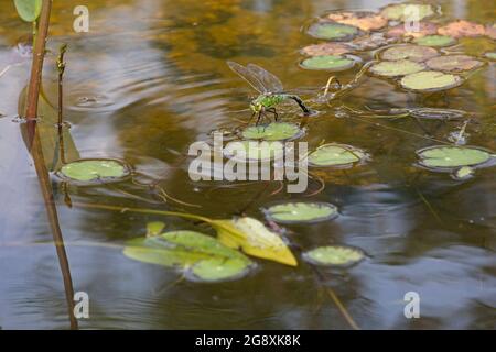 Femelle Emperoro dragonfly Anax imperméable sur les feuilles de lis pontant des oeufs dans le petit étang UK Banque D'Images