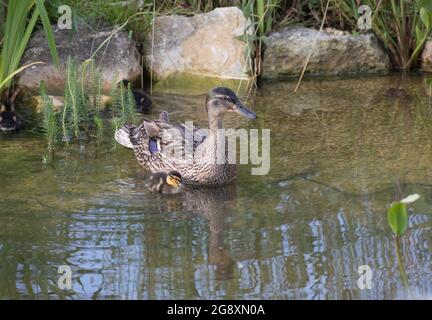 Femelle canard colvert Anas platyrhynchos nageant sur un étang avec jeunes canettes Banque D'Images