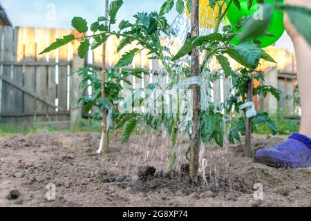 Arroser des plants de tomates vertes dans le jardin avec un arrosoir en gros plan le jour de l'été Banque D'Images