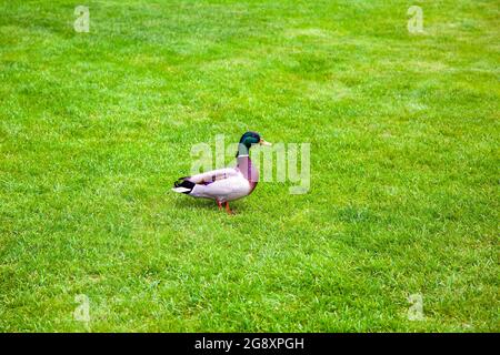 canard à tête verte de canard colvert avec un bec et des ailes de plumes se tient avec ses pattes dans l'herbe verte sur la pelouse du paysage dans un parc naturel ec Banque D'Images