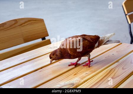 un pigeon brun marche avec ses pattes sur une table en bois faite de planches sur la terrasse d'un café de la ville et recherche la nourriture, un animal de plumes sur le f rapide Banque D'Images