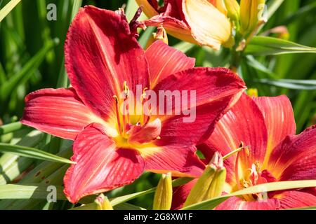 Hemerocallis soleil du matin Banque D'Images