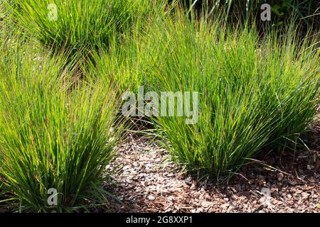 Miscanthus sinensis Malepartus Banque D'Images