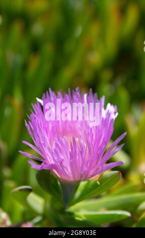 Karkalla en fleurs. Fleur de Karkalla. Carpobrotus rossii. Fleur pourpre. Plante succulente de couvert végétal. Banque D'Images