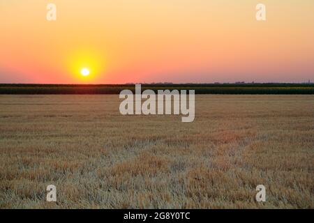 Champ de blé en Serbie, beau coucher de soleil chaud d'été Banque D'Images