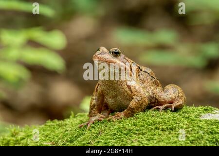 Grenouille commune (Rana temporaria), également connue sous le nom de grenouille commune européenne sur une mousse dans les montagnes. Photographié de près Banque D'Images