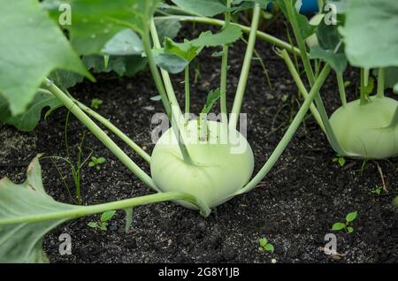 Brassica oleracea, connu sous le nom de Kohlrabi, navet de chou ou navet allemand, nouvelles plantes fraîches poussant dans un lit de terre fait maison dans un jardin, Allemagne, Europe Banque D'Images