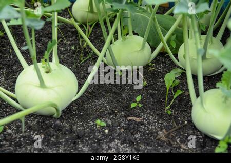 Brassica oleracea, connu sous le nom de Kohlrabi, navet de chou ou navet allemand, nouvelles plantes fraîches poussant dans un lit de terre fait maison dans un jardin, Allemagne, Europe Banque D'Images