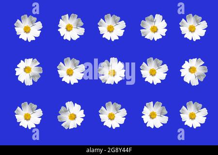 magnifique motif de fleurs blanches sur fond bleu. Le concept d'emballage, d'impression, de tissu, de textile. Banque D'Images