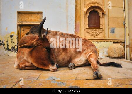 Vache indienne reposant dans la rue Banque D'Images